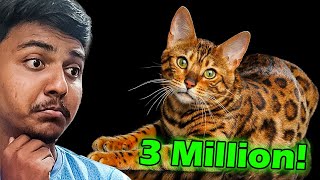 Unbelievable! The rarest pets you've never seen before