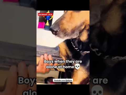 😆 The Boys when they're Free at home 🏠😀😅 #theboys #boys #freetime #dogs #dogesh #pet #love #care
