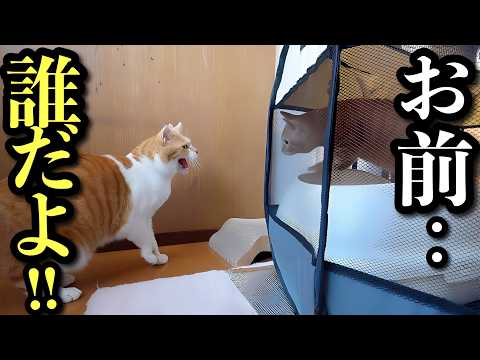 保護した子猫との初対面！先住猫の反応は‥