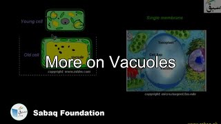 More on Vacuoles