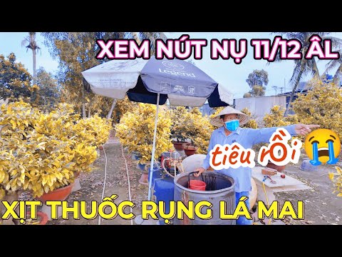 Xịt thuốc rụng lá mai ngày 12 Út Đực lo lắng mai chậm nở thời tiết năm nay mai Tết đi Bắc tiêu rồi 😭