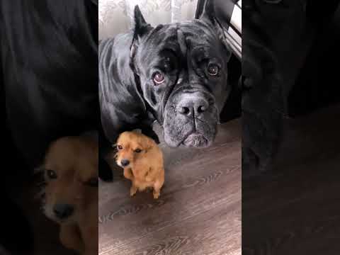 Ой не могу над ними,актрисы😄❤️ #fannydog #фанечка #лёлька музыка Song From  A Secret Garden