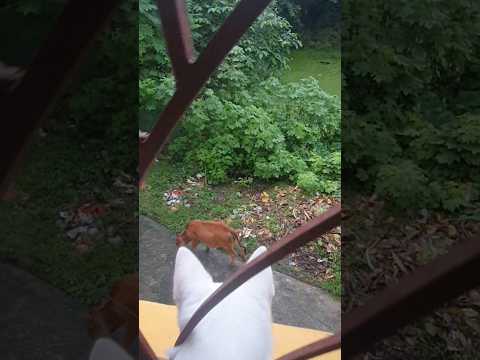 লিলি হাঁটতে চায় না, কোলে উঠতে চায়। #dog #doglover #shorts