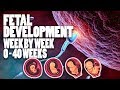 Understanding the Video Tutorial