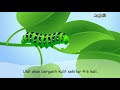 Butterfly Metamorphosis and Life Cycle