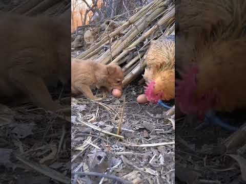 Dog steals eggs Cute pet debut plan Dog Golden Sun original