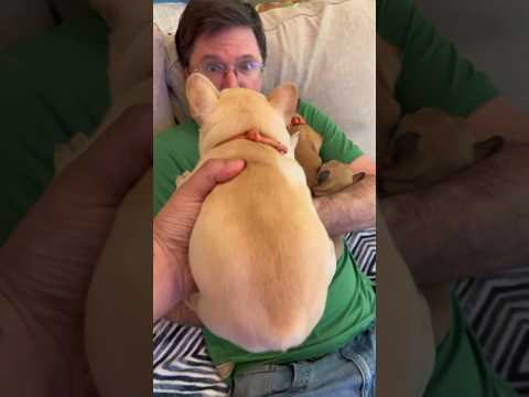 Puppy Pile? I hand my husband puppies that look like potatoes and… #funny #pets #puppy #dogs #shorts