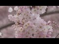 Cherry Blossom Project and Allergies