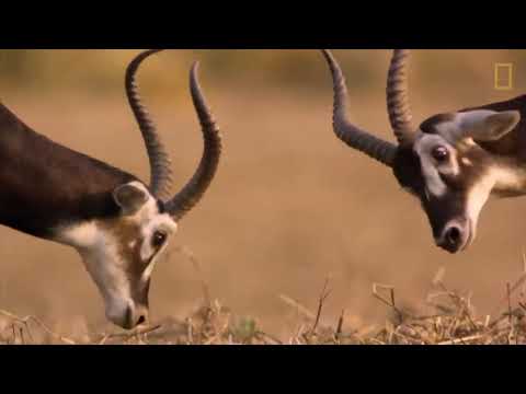 White-Eared Kobs in Boma National Park, South Sudan