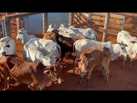 LOTE 20