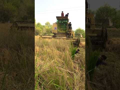 Dangerous Rice Cutting Machine 🙏🏿😭 #trending #shorts #viral