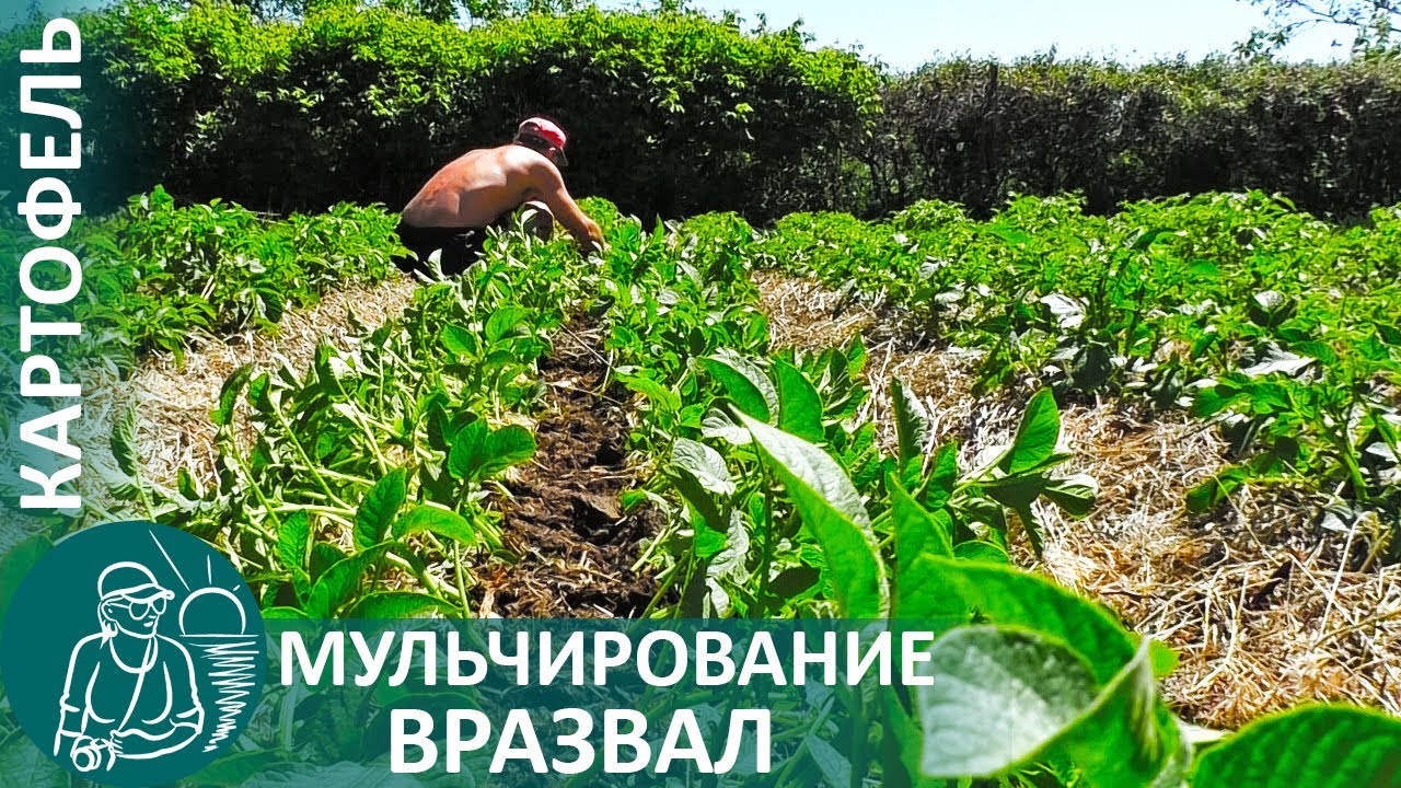 Посадка картофеля мульчирование вразвал и подкормка по технологии гордеевых