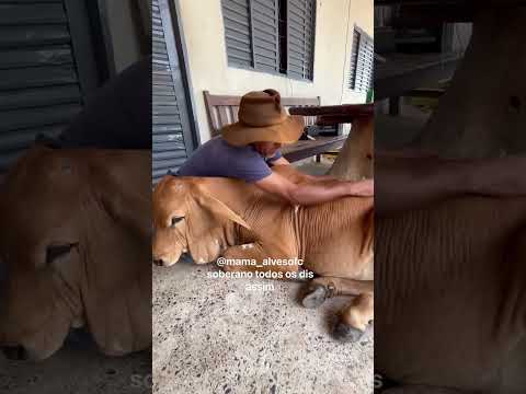 Esse não vai vira picanha