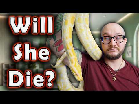 My Snake is Very Sick, But I Refuse To Go To a Vet!