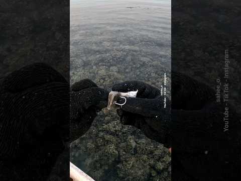 هذي الأحجام الطيبة