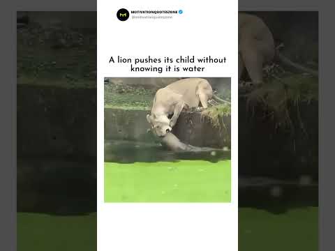 Brave Lion Rescues Cub—Heartwarming Moment! 🦁❤️
