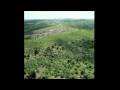 Orangutan Conservation and Reforestation Efforts