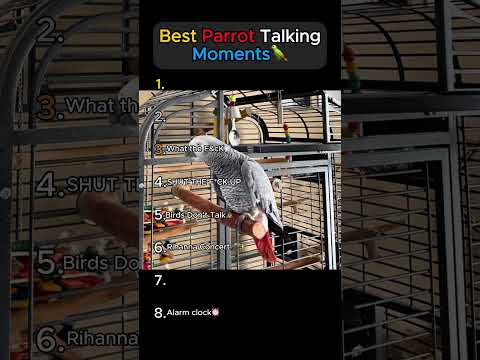 Best PARROT Talking Moments.. You won't believe😂