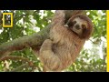 Exploring Rainforest Biodiversity and Conservation