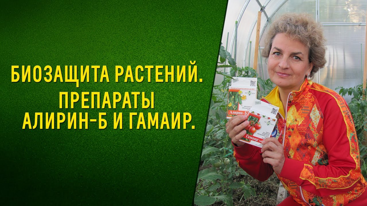 Биозащита растений Препараты Алирин Б и Гамаир. Овощи без химии!