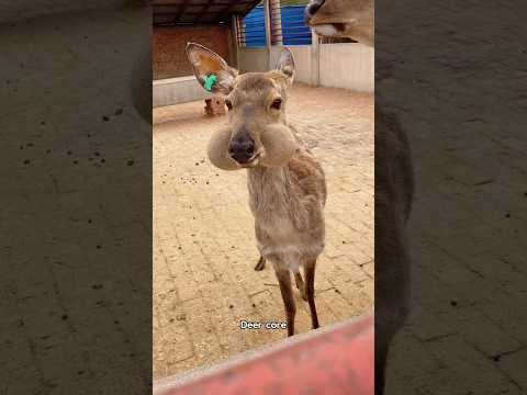 Deer Core.๐ฆ๐ฆ#deer #funny #core #funnyanimals #cute #fyp