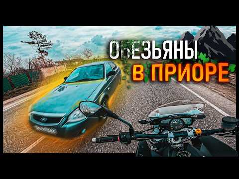 МБ 40: ОБЕЗЬЯНЫ В ПРИОРЕ ЛЕТЯТ ПО ВСТРЕЧКЕ  😳