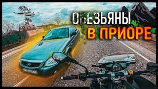 МБ 40: ОБЕЗЬЯНЫ В ПРИОРЕ ЛЕТЯТ ПО ВСТРЕЧКЕ  😳