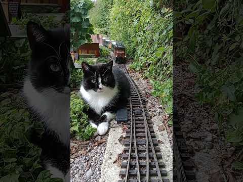 Katze vs. Gartenbahn II - Remake 🙀 -  #gartenbahn #gardenrailway #cat #katze