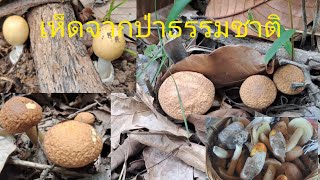 หาเห็ดผึ้งเห็ดระโงกกับสาวแพน