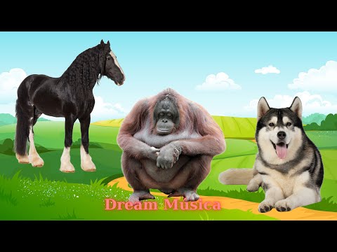 Lovely Animal Moments: Dog, Horse, Orangutan, Monkey - Animal Videos