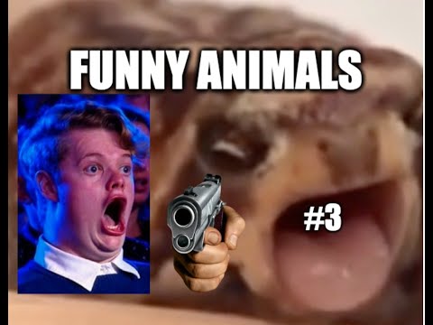 Funny animals | Compilation #3