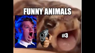 Funny animals | Compilation #3