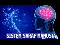 Nervous System Functions and Structures