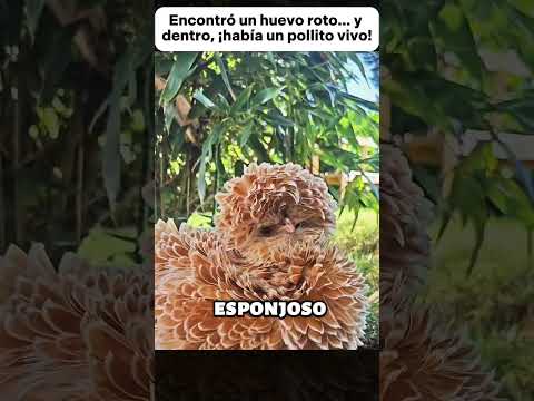 Encontró un huevo roto… y dentro, ¡había un pollito vivo! #animales #animals