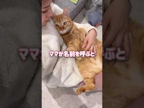 大好きなママに名前を呼ばれると超甘えん坊の猫はこうなります【とらまる】