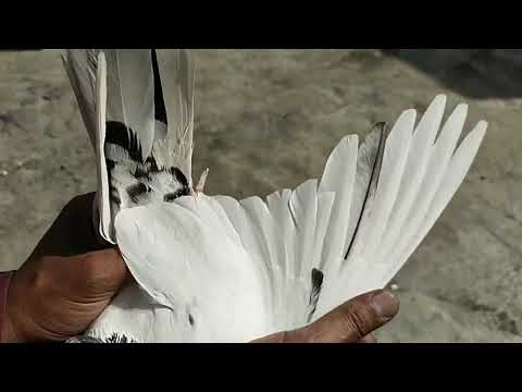 High flyer pigeons collection