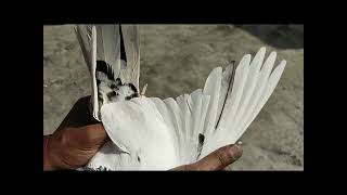 High flyer pigeons collection
