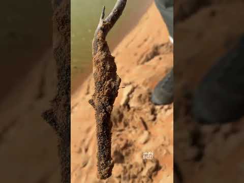 تجربه جديده على منقع ماء