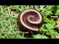 Myriapoda Classification and Characteristics