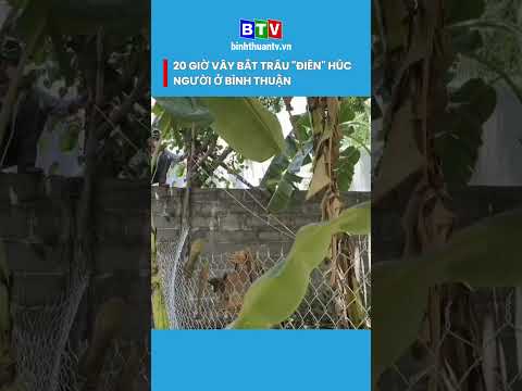 20 giờ vây bắt trâu điên húc người ở Bình Thuận  #btv #tintuc