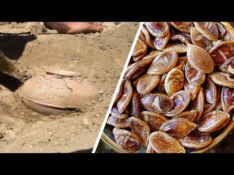 800 Yıllık Tohum Buldular DİKTİKLERİNDE İse ŞOK Oldular !