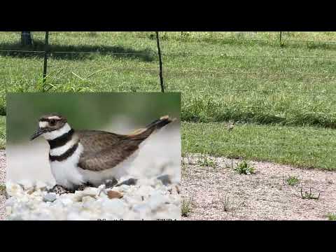 Killdeer Bird Protecting Her Nest - Caught Horses Under Shed During Storm