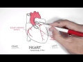 Coronary Arteries and Veins