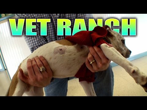 Torn Up Homeless Pitbull Puppy