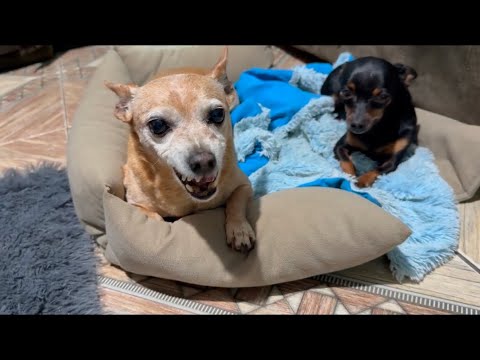 Pinscher ￼ fica bravo defendendo seu amigo ￼