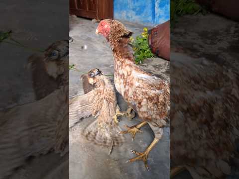 Home Rooster π Vs Wild Falcon π¦
||Very Funny Amazing Meeting #shorts #falcon #animals #wildlife