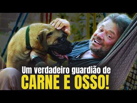 BULLMASTIFF: UM GIGANTE QUE NÃO DEIXA NINGUÉM PASSAR!