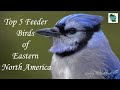 Bird Feeding Habits and Characteristics