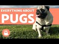 Understanding Pugs: Care, Characteristics, and Health