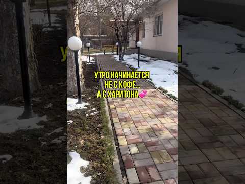 Кто хочет помочь вернуть Харитона домой, пишите в комментах🙌😻💞#харитонкот